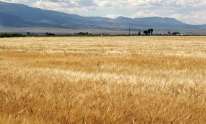 Wheat Field